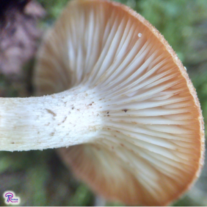 Armillaria tabescens gills