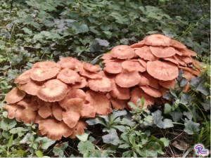 Armillaria tabescens