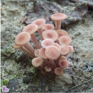 Armillaria tabescens