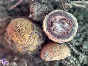 moldy Elaphomyces truffle