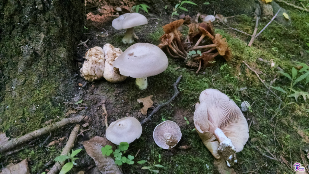 Entoloma abortivum with aborted fruitbody and honey mushrooms