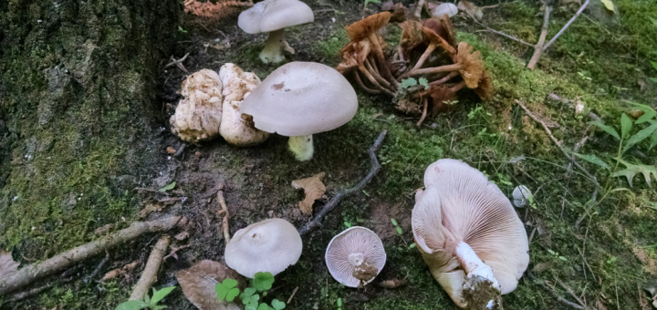 Entoloma abortivum with aborted fruitbody and honey mushrooms