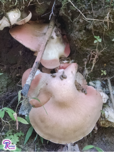 Entoloma abortivum spore print