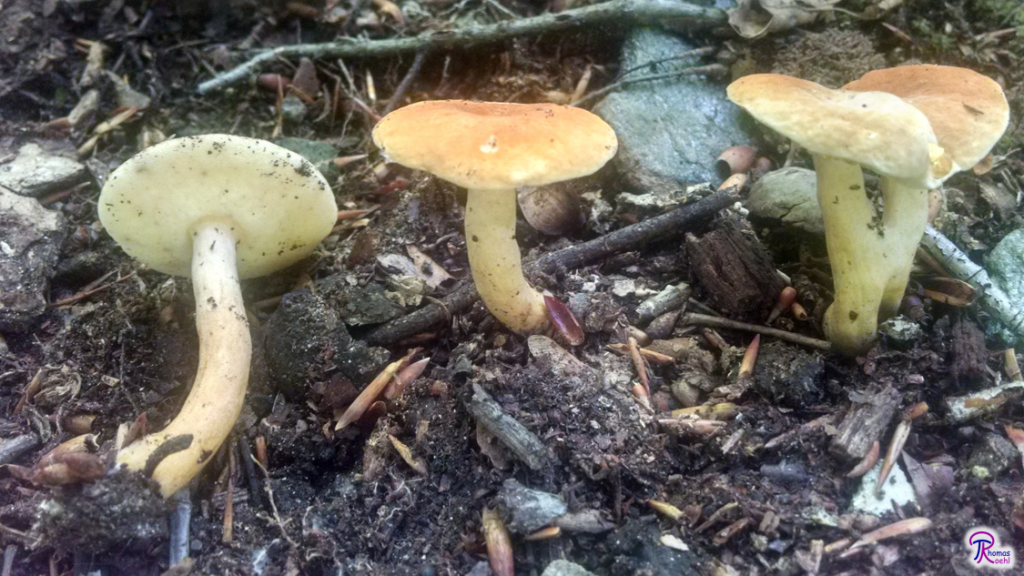 Gyroporus castaneus row