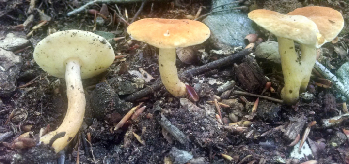 Gyroporus castaneus row