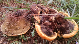 #201: <em>Phaeolus schweinitzii</em>, The Dyer’s Polypore