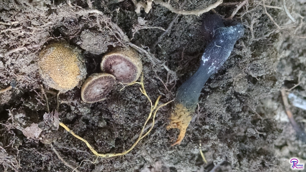 Tolypocladium ophioglossoides and Elaphomyces truffle