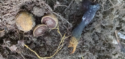 Tolypocladium ophioglossoides and Elaphomyces truffle