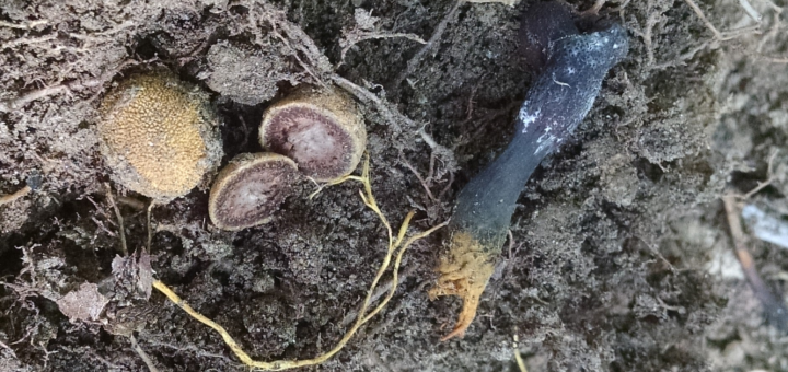 Tolypocladium ophioglossoides and Elaphomyces truffle