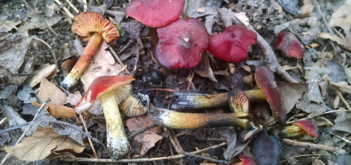 Hygrocybe conica