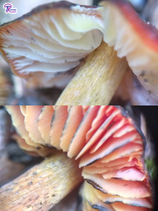 Hygrocybe conica gills