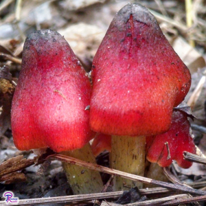 Hygrocybe conica