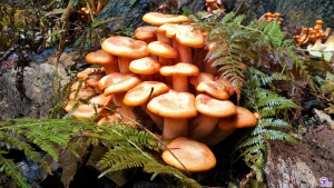 #007: <em>Omphalotus illudens</em>, The Jack-O-Lantern Mushroom