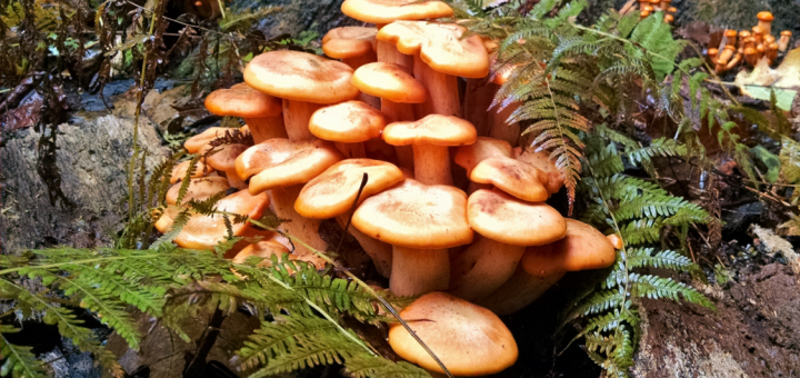 Omphalotus illudens