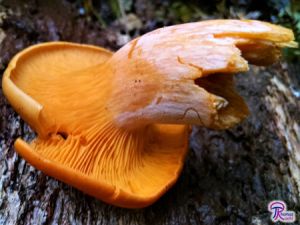 Omphalotus illudens gills