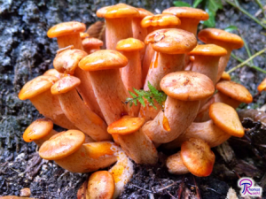 young Omphalotus illudens