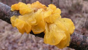 #059 <em>Tremella mesenterica</em>, Witch’s Butter