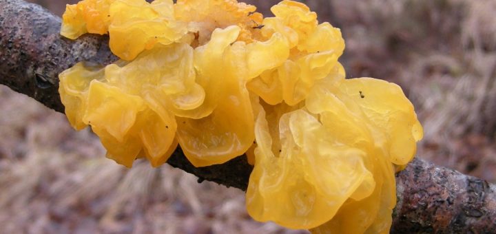 Tremella mesenterica