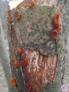 Tremella mesenterica dry