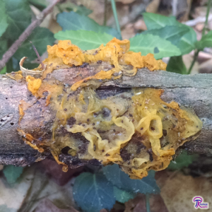 old Tremella mesenterica