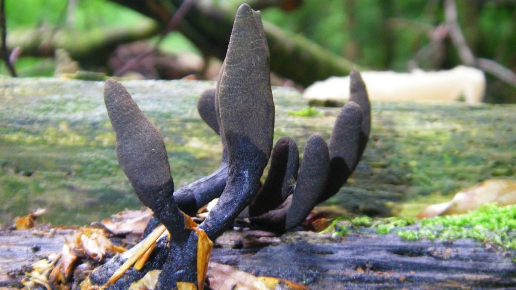 Xylaria polymorpha