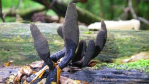 #005: <em>Xylaria polymorpha</em>, Dead Man’s Fingers