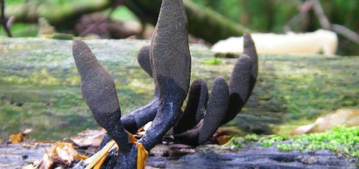 Xylaria polymorpha