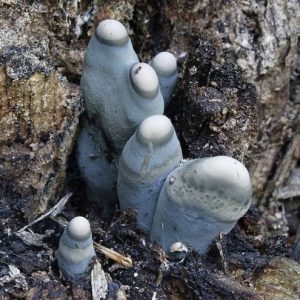 young Xylaria polymorpha