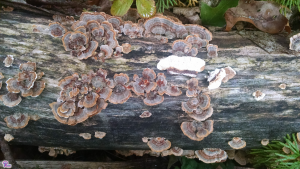 #065: <em>Trametes versicolor</em>, The Turkey Tail