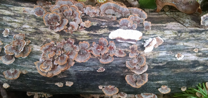 Trametes versicolor