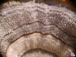 Trametes versicolor up close