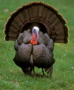 Wild Turkey