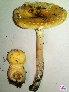 yellow Amanita muscaria