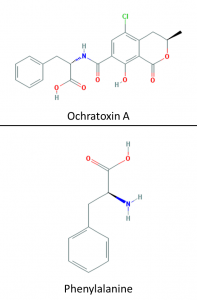 ochratoxin A and phenylalanine