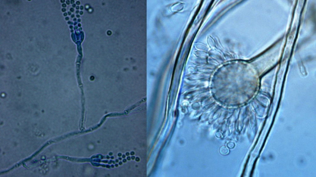 Ochratoxin-producing molds