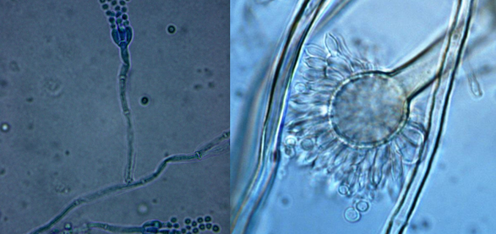 Ochratoxin-producing molds