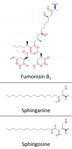 fumonisin structure