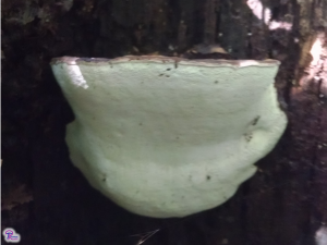 Ganoderma applanatum