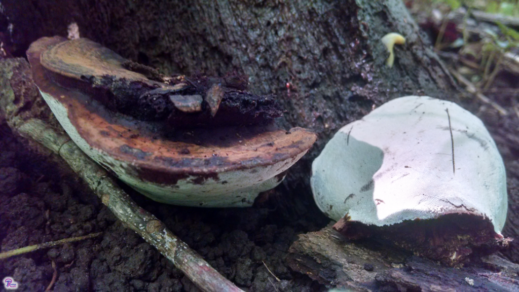 Ganoderma applanatum