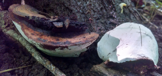 Ganoderma applanatum