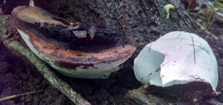 Ganoderma applanatum