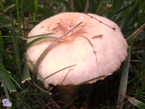 Russula pulverulenta