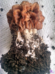 Gyromitra caroliniana