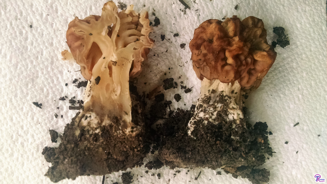 Real vs. False Morels: How To Tell the Wild Mushrooms Apart