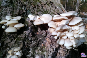 Pleurotus ostreatus on tuliptree