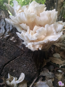 Pleurotus pulmonarius