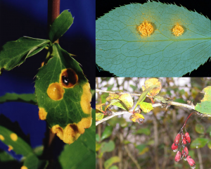 Barberry infected with Wheat Stem Rust