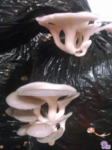 cultivated Pleurotus ostreatus