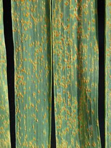 Wheat Leaf Rust