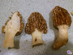 morel sectioned